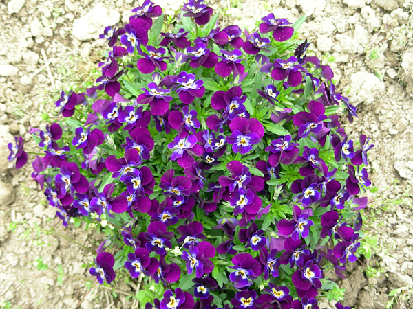 pansy in flower